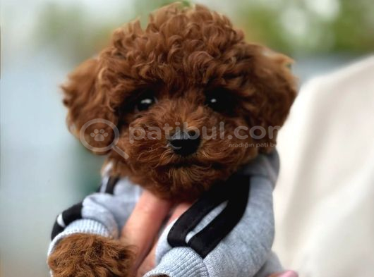 Mağazamızdan aşılı ve orijinal toypoodle yavrular
