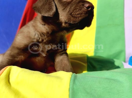 Tarim Bakanliği Onayli A Kali̇te Labrador Retri̇ever Yavrular görsel