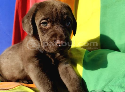 Tarim Bakanliği Onayli A Kali̇te Labrador Retri̇ever Yavrular görsel