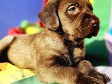TARIM BAKANLIĞI ONAYLI A KALİTE LABRADOR RETRİEVER YAVRULAR