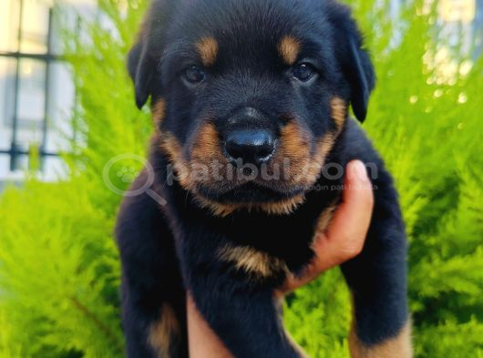 A kalite rotweiler yavruları