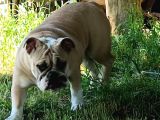 Sahibinden İngiliz Bulldog