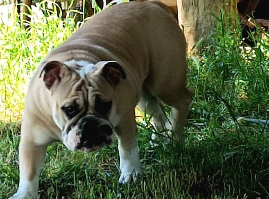Sahibinden İngiliz Bulldog