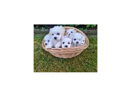 Maltese Terrier XS SIFIR NUMARA BÜYÜMEYEN EV DOĞUMLU