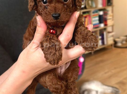 Toy Poodle Kore Kan Bebekler görsel