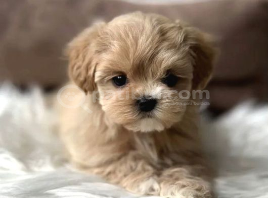 Tr Nin En Özel Teacup Kore Maltipoo Yavruları görsel