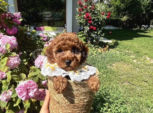 Toy poodle Torunlarım