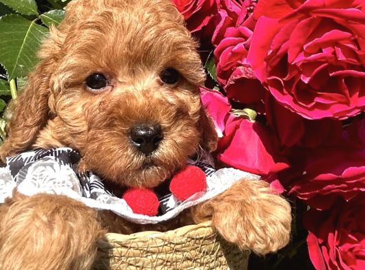 Toy Poodle bebekler evden