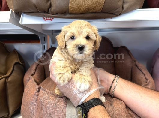 Oyuncak Surat Gerçek Malti̇poo Yavrulari görsel