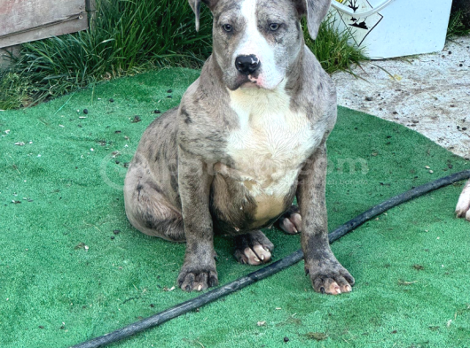 Xxl american bully