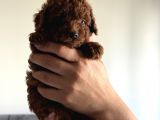Toy Poodle Kore Kan Bebekler