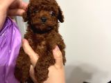 Toy Poodle Kore Kan Bebekler