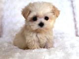 Kaliteli Maltipoo Yavrular  Beyaz Krem Tarçın