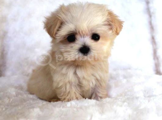 Kaliteli Maltipoo Yavrular  Beyaz Krem Tarçın görsel