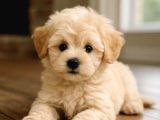 Kaliteli Maltipoo Yavrular  Beyaz Krem Tarçın