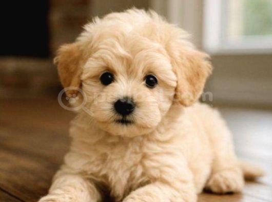 Kaliteli Maltipoo Yavrular  Beyaz Krem Tarçın