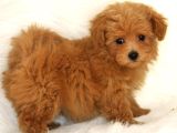 Kaliteli Maltipoo Yavrular  Beyaz Krem Tarçın
