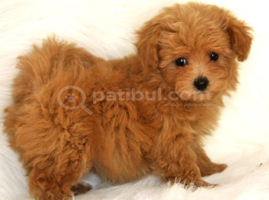 Kaliteli Maltipoo Yavrular  Beyaz Krem Tarçın görsel