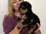 Koca Kafa Muhteşem Rottweiler Yavrularımız