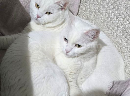 İNKA ve MAYA İÇİN SAHİPLENDİRME