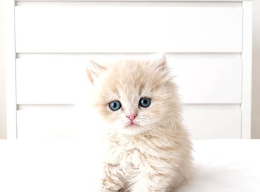 Show Kalite British Shorthair longhair bebekler