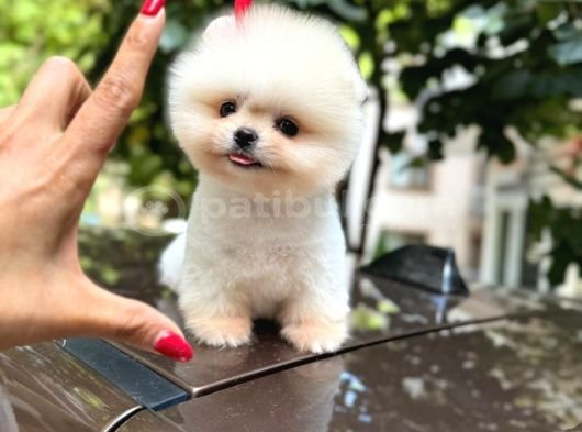 En Özel Ayı Surat Boo Yavruları görsel