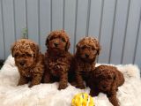 denizli merkez teslime hazır poodle bebekler