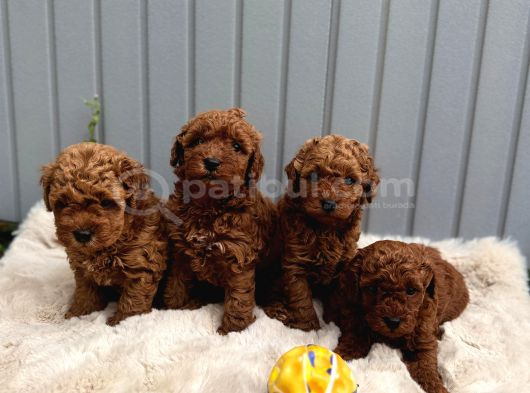 denizli merkez teslime hazır poodle bebekler