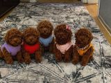 Anne Altından rezerveye açık safkan Toy poodle yavrularım
