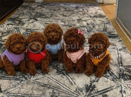 Anne Altından rezerveye açık safkan Toy poodle yavrularım