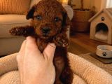 Rezerveye açık toy poodle bebeğim