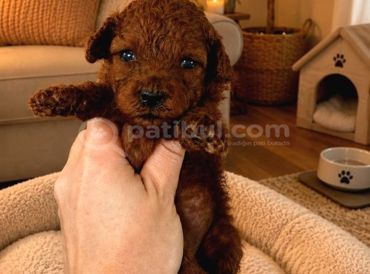 Rezerveye açık toy poodle bebeğim