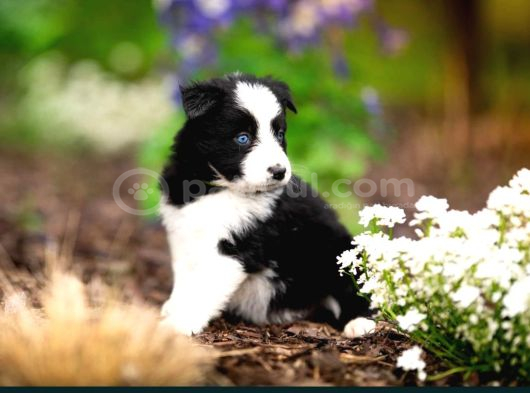 Border Collie Mükemmel Yavrularımız görsel