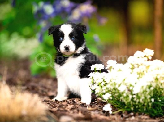 Border Collie Mükemmel Yavrularımız görsel