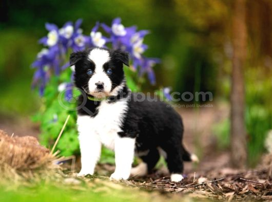 Border collie mükemmel yavrularımız