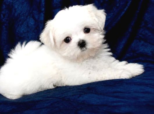 Kore kan mükemmel güzellikte maltese terrier
