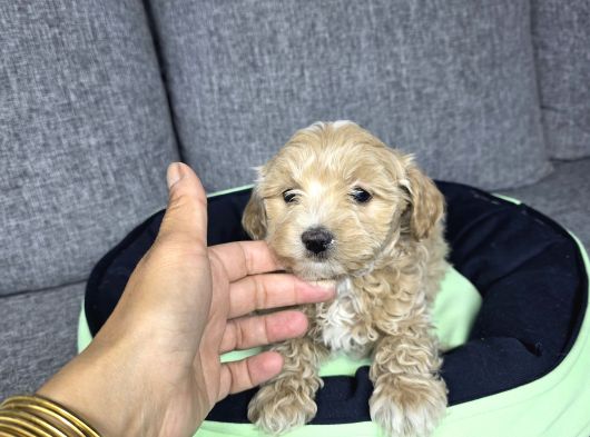 Minyatür minnaklarım teslime hazır