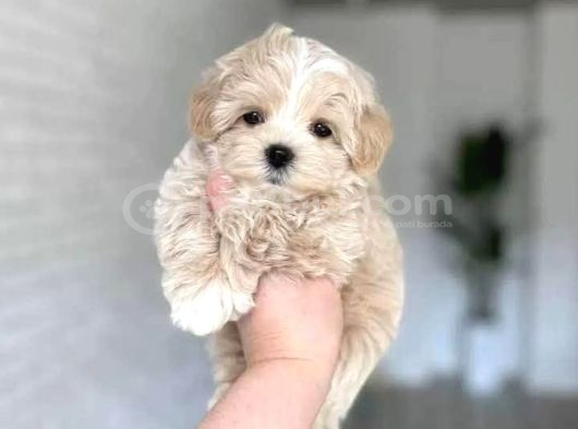 KAHVE TONLU MALTİPOO CİNSİ YAVRULAR