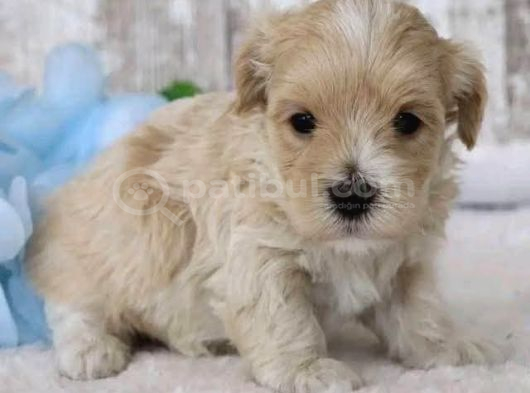 Malti̇poo Ci̇nsi̇ Yavrular Ev Üreti̇mi̇ görsel