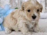 Malti̇poo Ci̇nsi̇ Yavrular Ev Üreti̇mi̇
