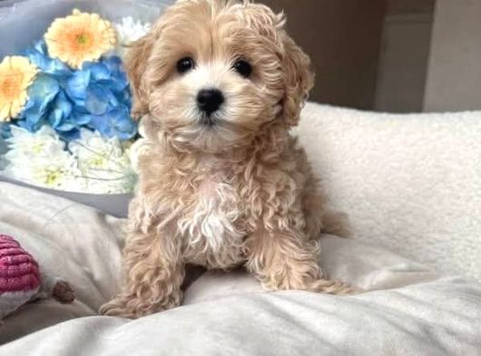 MALTİPOO CİNSİ YAVRULAR EV ÜRETİMİ
