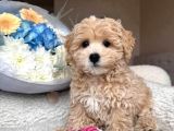 Malti̇poo Ci̇nsi̇ Yavrular Ev Üreti̇mi̇