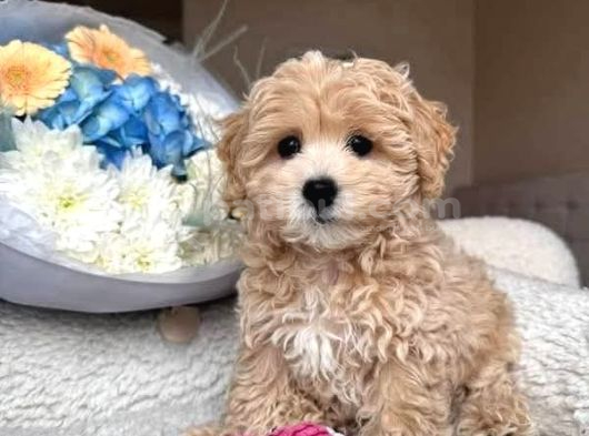 Malti̇poo Ci̇nsi̇ Yavrular Ev Üreti̇mi̇ görsel