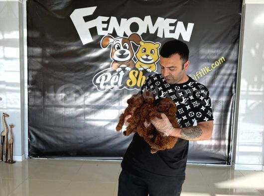 shoooowwww kalite toy poodle yavrular ankara mağazamızda