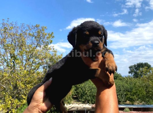 Burkemden a kan rottweiler