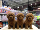 VONALP PET GARANTISIYLE EFSANE GÜZELLİKTE TOY POODLE