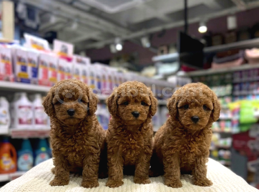VONALP PET GARANTISIYLE EFSANE GÜZELLİKTE TOY POODLE