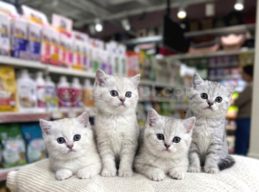 VONALP PET GARANTISIYLE EFSANE GÜZELLİKTE BRİTİSH SHORTHAİR