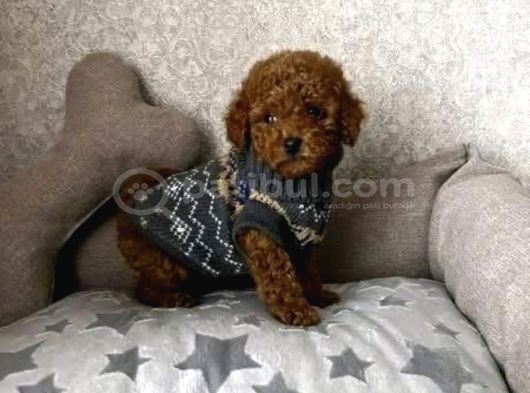 Red Brown toy poodle ırk garantili yavrular