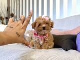 Büyümeyecek Maltipoo Bebekler